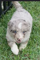 Aubry, a female Aussiedoodle for sale in Rutherfordton, NC – 5 of 10