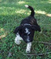 Laurel, a female Aussiedoodle for sale in Rutherfordton, NC – 8 of 10