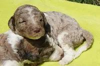 Boots, a male Poodle - Standard  for sale in Rutherfordton, NC – 7 of 8