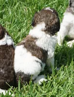 Bear, a male Poodle - Standard  for sale in Rutherfordton, NC – 2 of 10