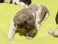 Scoot, a male Poodle - Standard  for sale in Rutherfordton, NC – 4 of 8