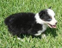 Onyx, a female Australian Shepherd for sale in Rutherfordton, NC – 4 of 6