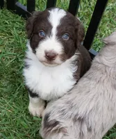 Duke, a male Aussiedoodle for sale in Rutherfordton, NC – 5 of 10