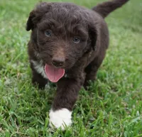 Lizzy, a female Aussiedoodle for sale in Rutherfordton, NC – 8 of 10