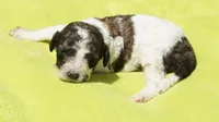 Bear, a male Poodle - Standard  for sale in Rutherfordton, NC – 4 of 4