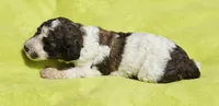 Bear, a male Poodle - Standard  for sale in Rutherfordton, NC – 3 of 4