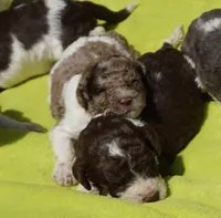 Romeo, a male Poodle - Standard  for sale in Rutherfordton, NC – 2 of 6