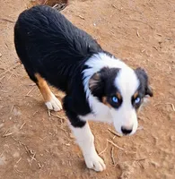 Kat, a female Australian Shepherd for sale in Rutherfordton, NC – Photo 6 of 8