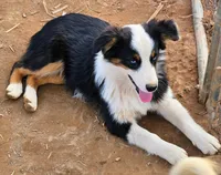 Kat, a female Australian Shepherd for sale in Rutherfordton, NC – Photo 4 of 8