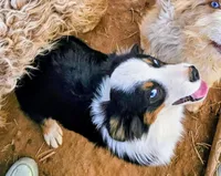 Kat, a female Australian Shepherd for sale in Rutherfordton, NC – Photo 2 of 8