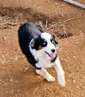 Kat, a female Australian Shepherd for sale in Rutherfordton, NC – Photo 5 of 8