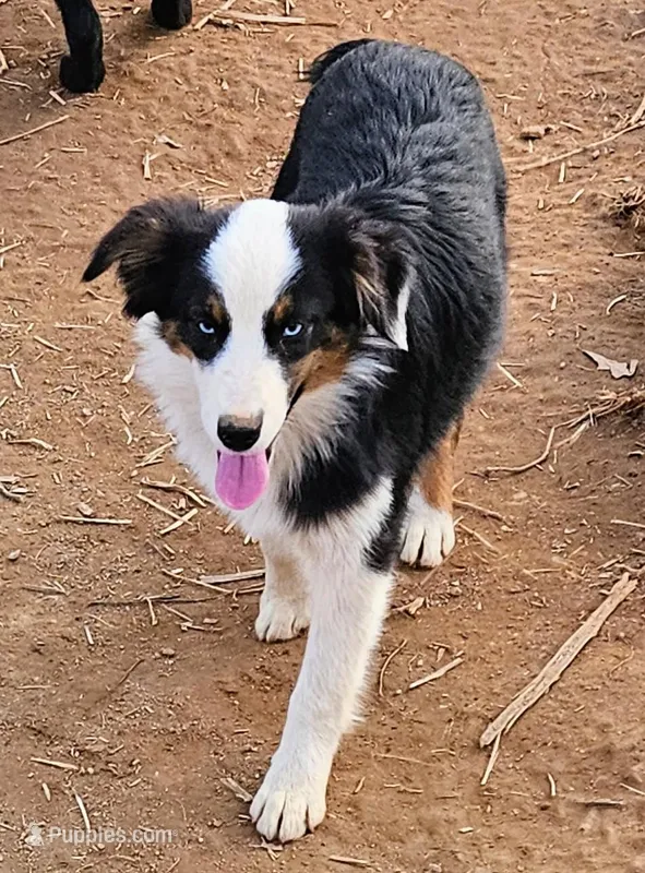 Kat – Australian Shepherd puppy for sale in Rutherfordton, NC
