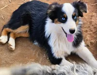 Kat, a female Australian Shepherd for sale in Rutherfordton, NC – Photo 3 of 8