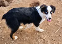 Kat, a female Australian Shepherd for sale in Rutherfordton, NC – Photo 8 of 8