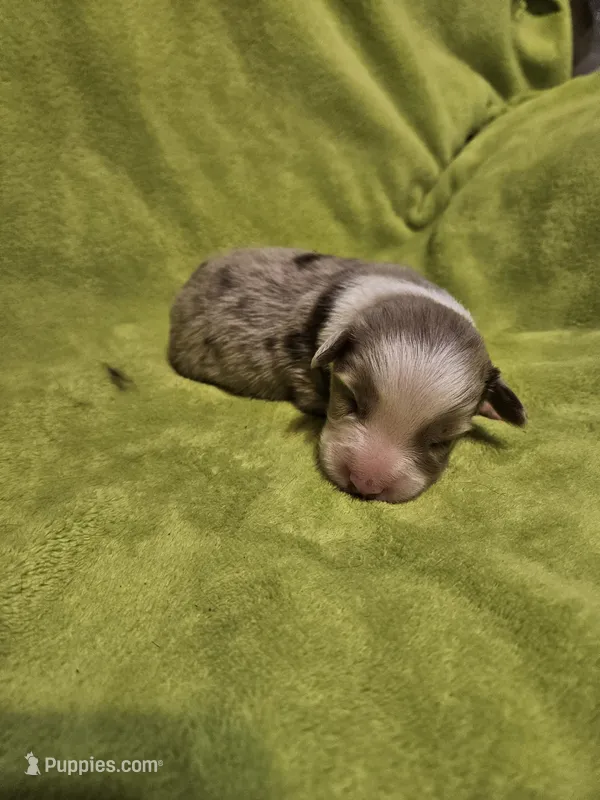 Sonny, a male Australian Shepherd for sale in Rutherfordton, NC – 1 of 7