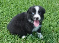 Loki, a male Australian Shepherd for sale in Rutherfordton, NC – 7 of 8