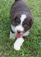 Duke, a male Aussiedoodle for sale in Rutherfordton, NC – 9 of 10