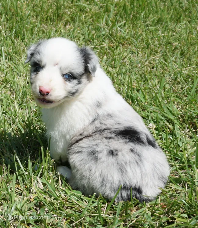Molly – Australian Shepherd puppy for sale in Rutherfordton, NC