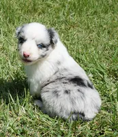 Molly, a female Australian Shepherd for sale in Rutherfordton, NC – 1 of 10