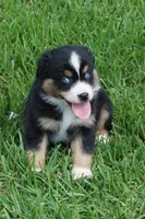 Micky, a male Australian Shepherd for sale in Rutherfordton, NC – 3 of 10