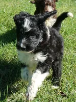 Laurel, a female Aussiedoodle for sale in Rutherfordton, NC – 3 of 10