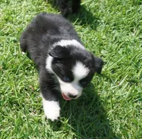 Sarg, a male Australian Shepherd for sale in Rutherfordton, NC – 3 of 7
