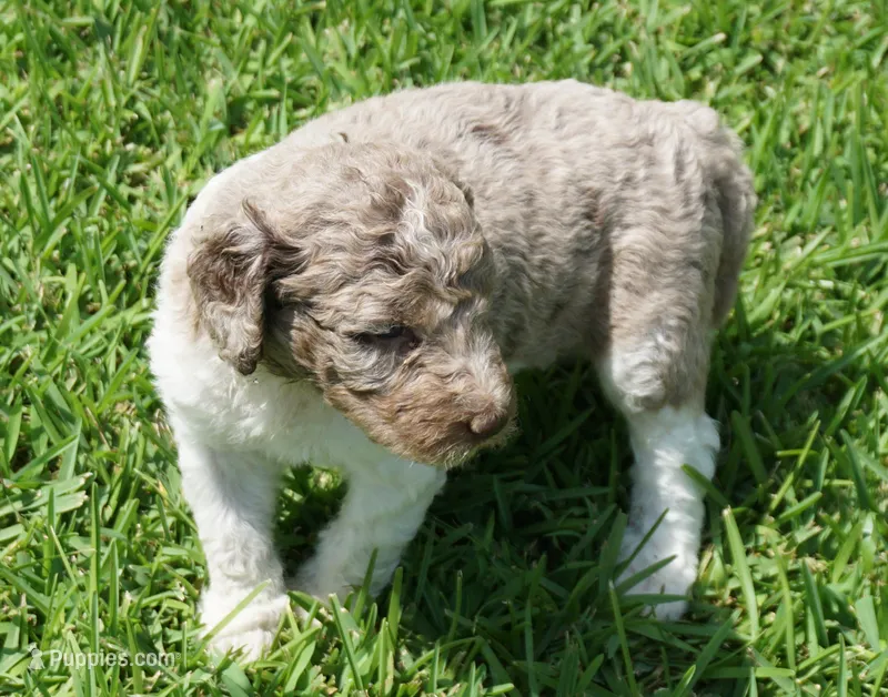 Boots – Poodle - Standard  puppy for sale in Rutherfordton, NC