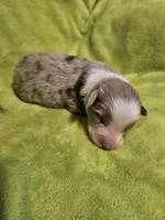 Sonny, a male Australian Shepherd for sale in Rutherfordton, NC – 2 of 7