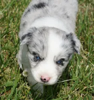 Dotty, a female Australian Shepherd for sale in Rutherfordton, NC – 5 of 10