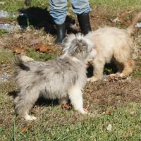 Leno, a male Aussiedoodle for sale in Rutherfordton, NC – Photo 7 of 10