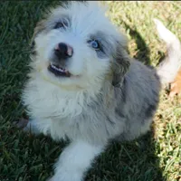 Leno, a male Aussiedoodle for sale in Rutherfordton, NC – Photo 3 of 10