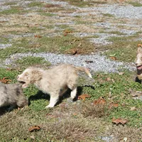 Leno, a male Aussiedoodle for sale in Rutherfordton, NC – Photo 8 of 10