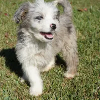 Leno, a male Aussiedoodle for sale in Rutherfordton, NC – Photo 1 of 10