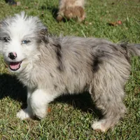 Leno, a male Aussiedoodle for sale in Rutherfordton, NC – Photo 2 of 10