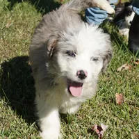 Leno, a male Aussiedoodle for sale in Rutherfordton, NC – Photo 4 of 10