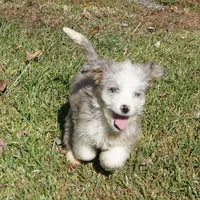 Leno, a male Aussiedoodle for sale in Rutherfordton, NC – Photo 5 of 10