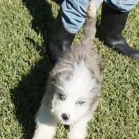 Leno, a male Aussiedoodle for sale in Rutherfordton, NC – Photo 9 of 10