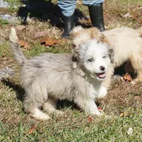 Leno, a male Aussiedoodle for sale in Rutherfordton, NC – Photo 6 of 10