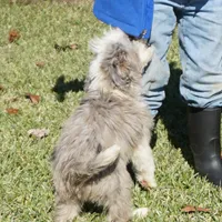 Leno, a male Aussiedoodle for sale in Rutherfordton, NC – Photo 10 of 10