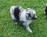 Talula, a female Australian Shepherd for sale in Rutherfordton, NC – 7 of 10