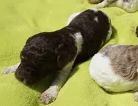 Dina, a female Poodle - Standard  for sale in Rutherfordton, NC – 5 of 7