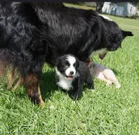 Sarg, a male Australian Shepherd for sale in Rutherfordton, NC – 6 of 7