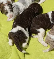 Dina, a female Poodle - Standard  for sale in Rutherfordton, NC – 3 of 7