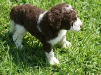 Romeo, a male Poodle - Standard  for sale in Rutherfordton, NC – 7 of 10