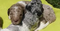Boots, a male Poodle - Standard  for sale in Rutherfordton, NC – 2 of 8
