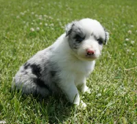 Molly, a female Australian Shepherd for sale in Rutherfordton, NC – 7 of 10