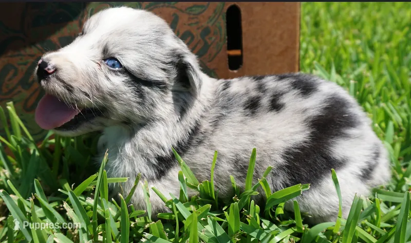 Talula – Australian Shepherd puppy for sale in Rutherfordton, NC