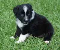 Pyro, a male Australian Shepherd for sale in Rutherfordton, NC – 8 of 10