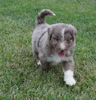 Daisy, a female Aussiedoodle for sale in Rutherfordton, NC – 10 of 10