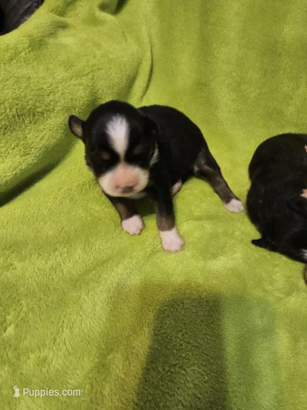 Micky, a male Australian Shepherd for sale in Rutherfordton, NC – 1 of 7